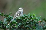 Long-tailed Mockingbirdborder=